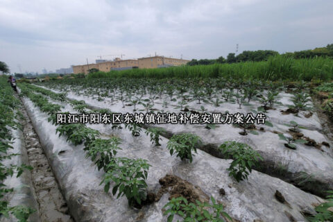 阳江市阳东区东城镇征收土地和补偿安置方案公告